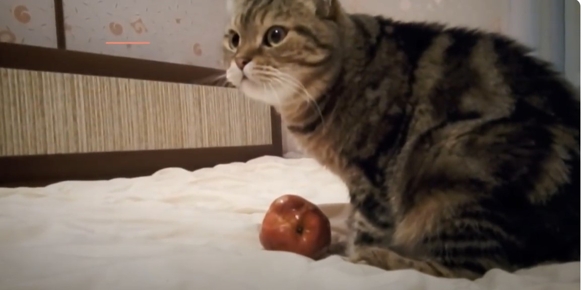 What do cats like to eat