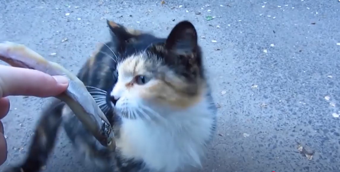 Can cats drink milk