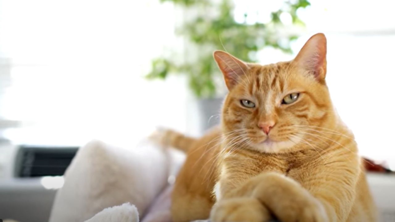 What is the Top Rated Dog Food