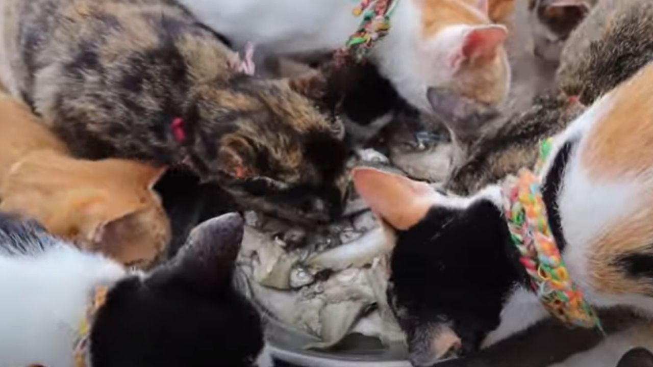 What is the #1 best dog food?