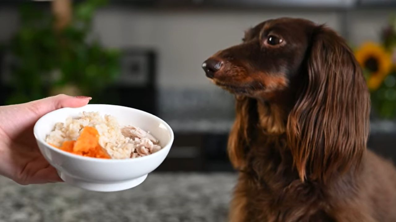 What food is good for dogs with upset stomach?