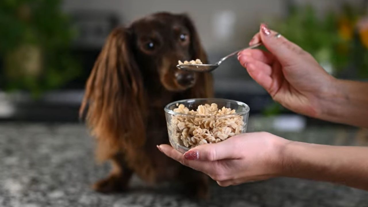 What bland food should I feed my dog?