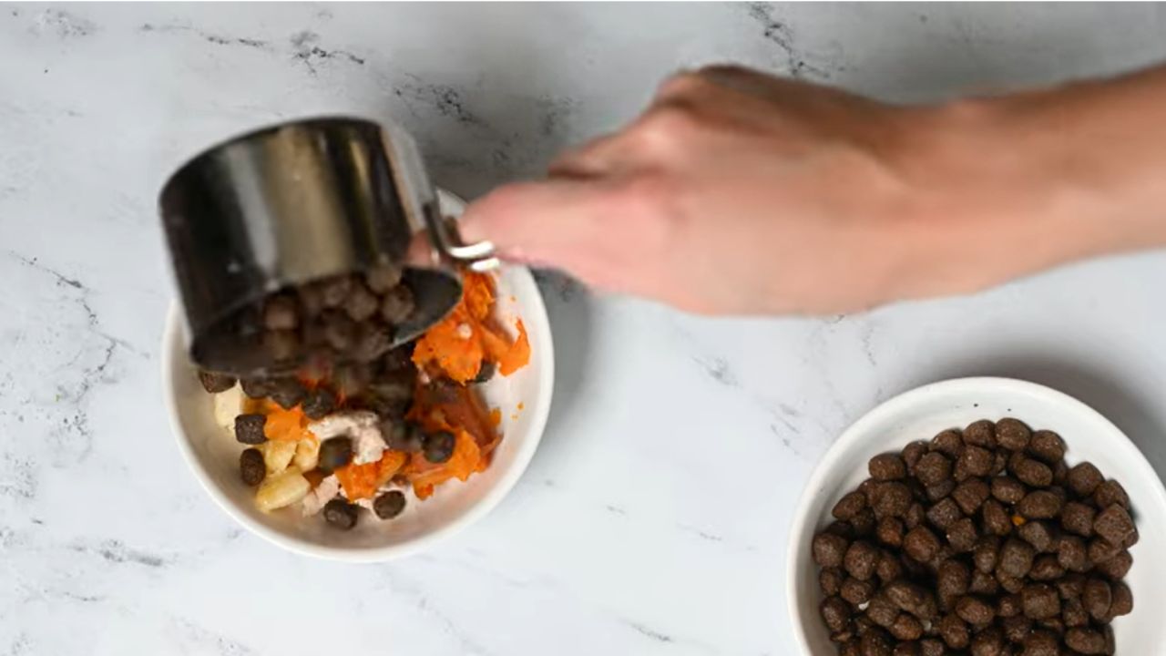 What is a bland recipe for dogs?