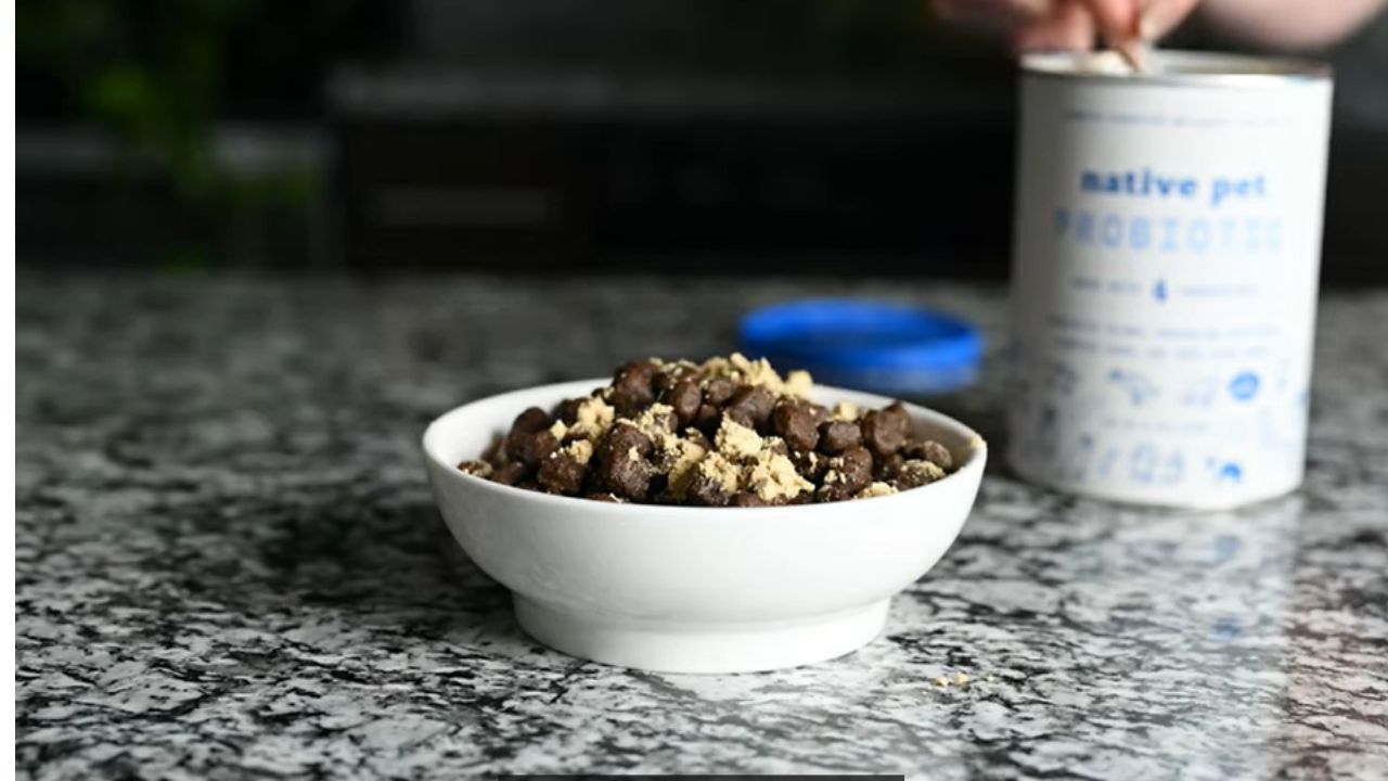 Are eggs a bland diet for dogs?