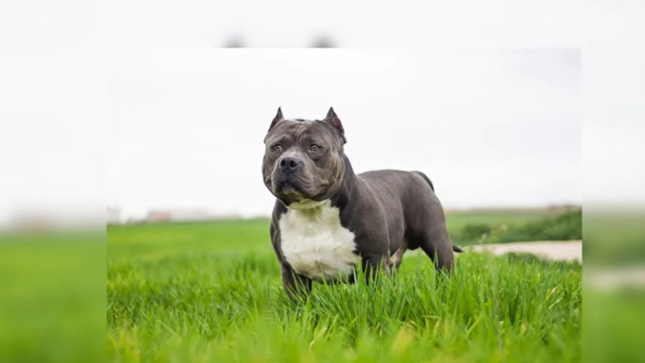 Bully Breed Dog Food