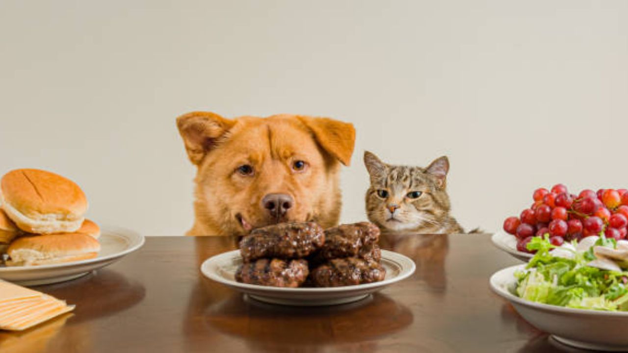 What happens if a dog eats cat food?