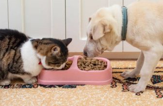 Can a Dog Die from Eating Cat Food