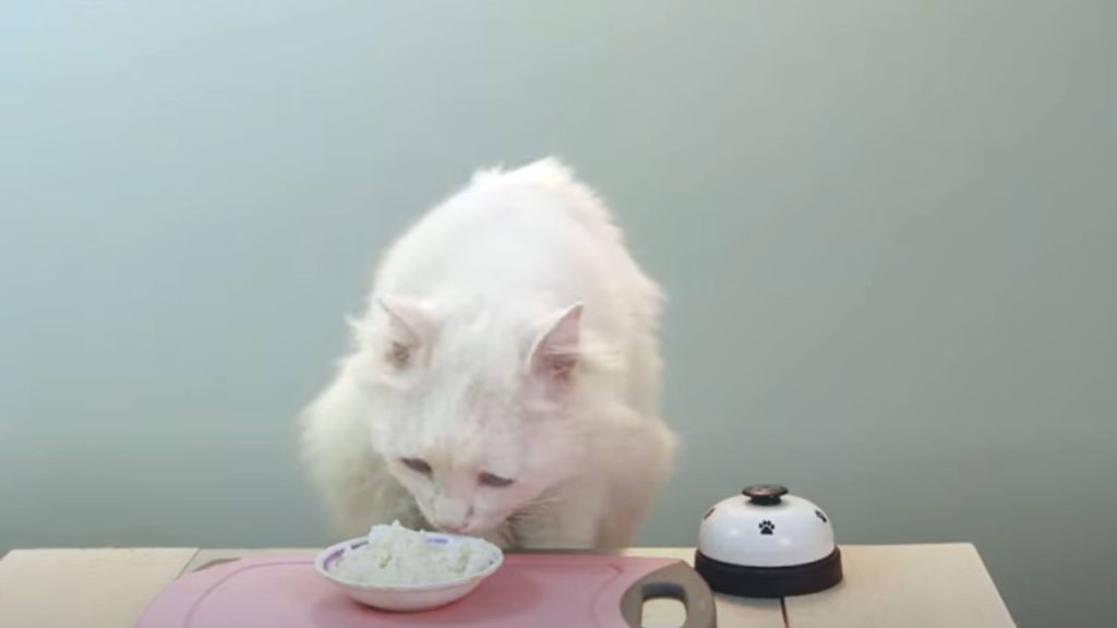 Can cats eat rice daily?