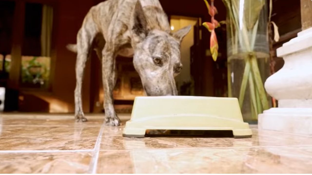 Do dogs get sad and stop eating?