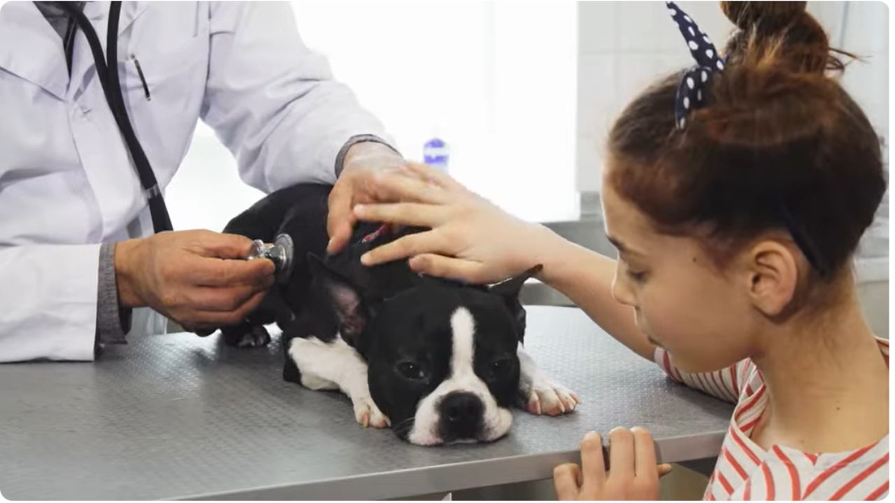 How can I treat my dog not eating at home?
