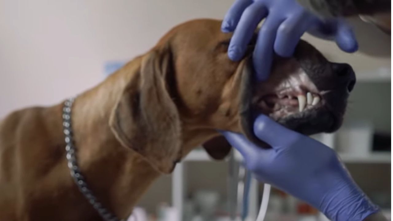 Why is my dog suddenly off his food?