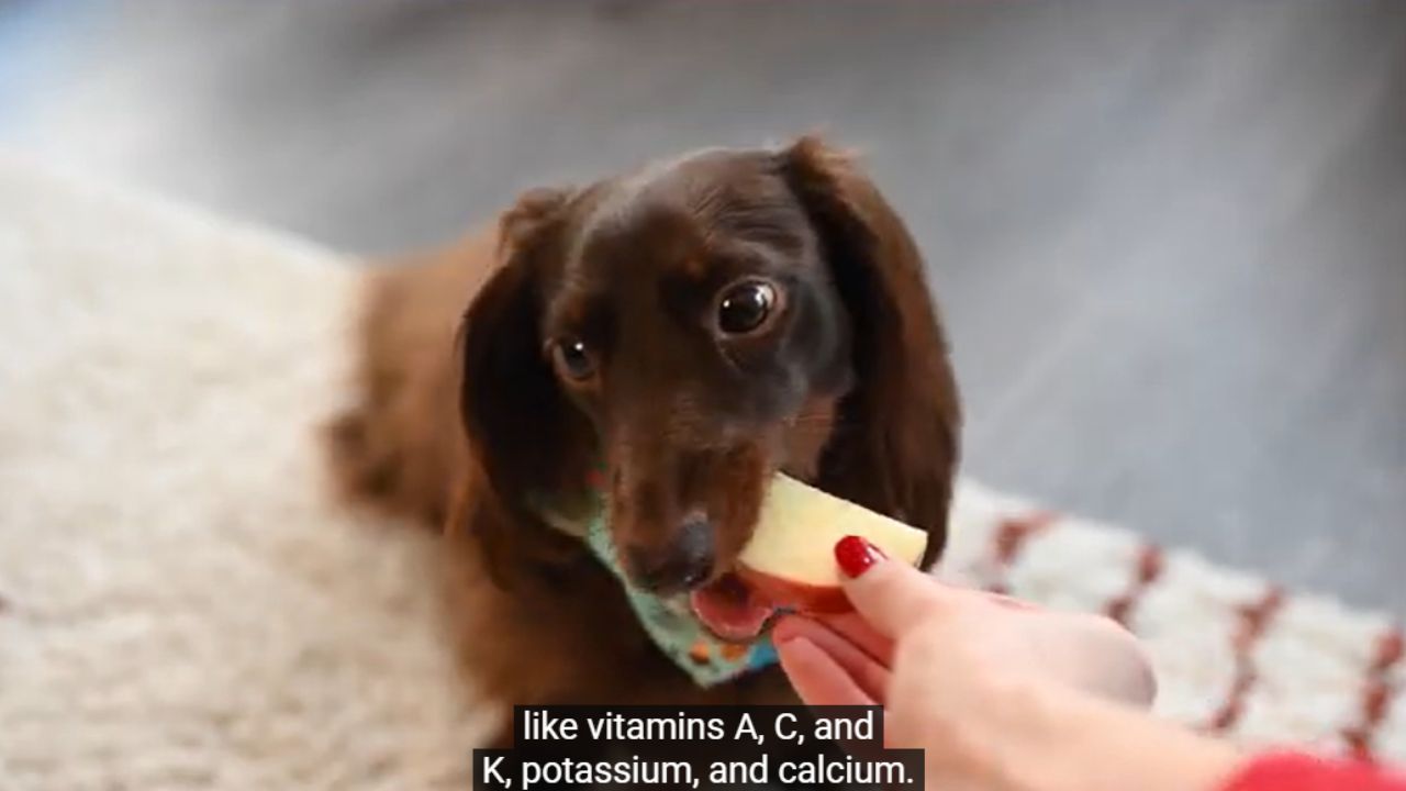 How much fiber is in dog food?