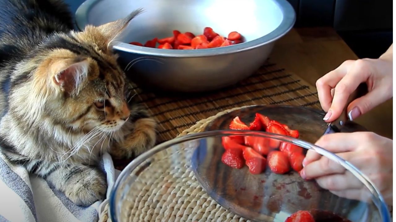 What should my cat eat daily?