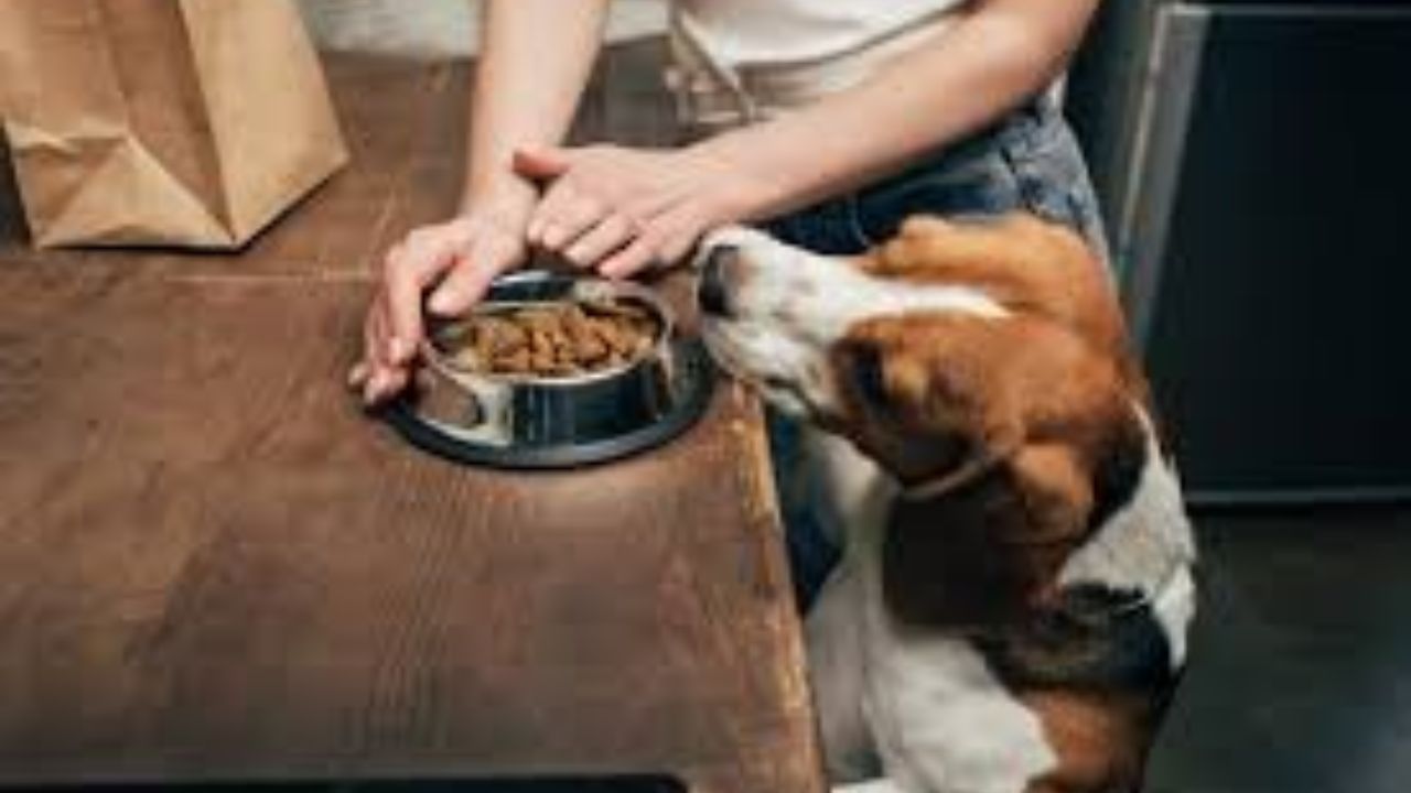 Are Costco dogs healthy?