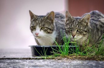 Top 5 Healthiest Cat Foods