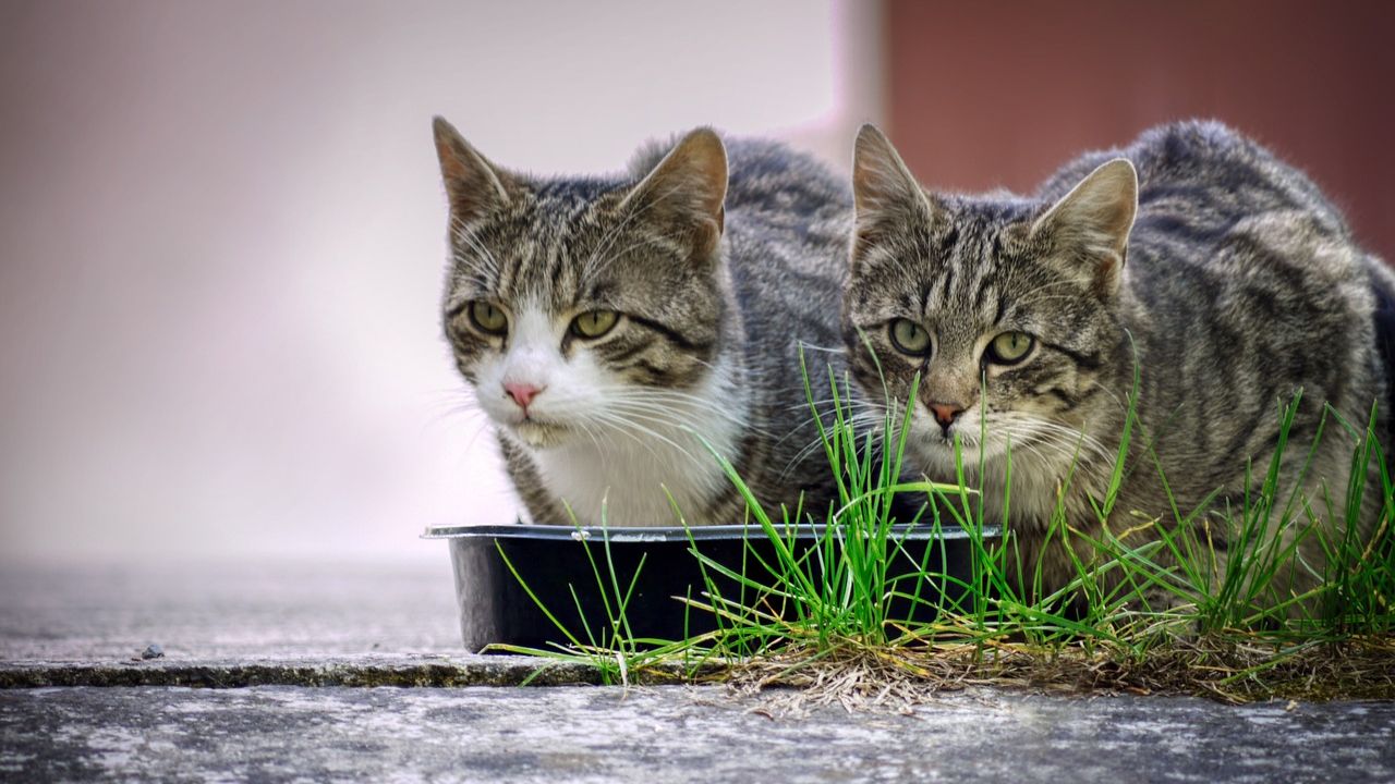 Top 5 Healthiest Cat Foods