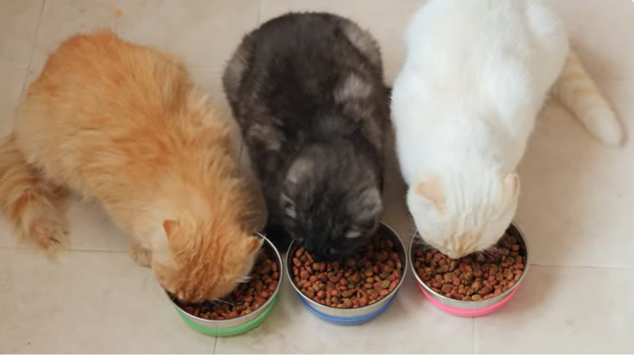 What brand of cat food is healthiest?