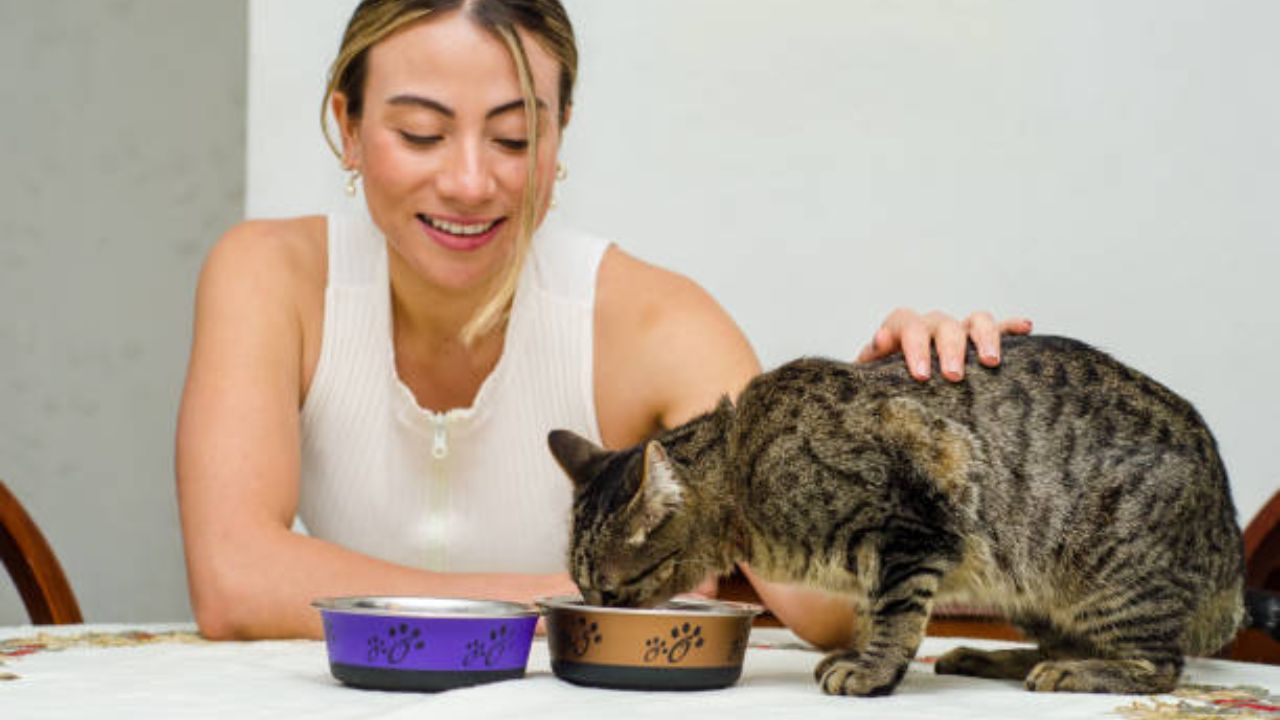What foods are safe for cats to eat?