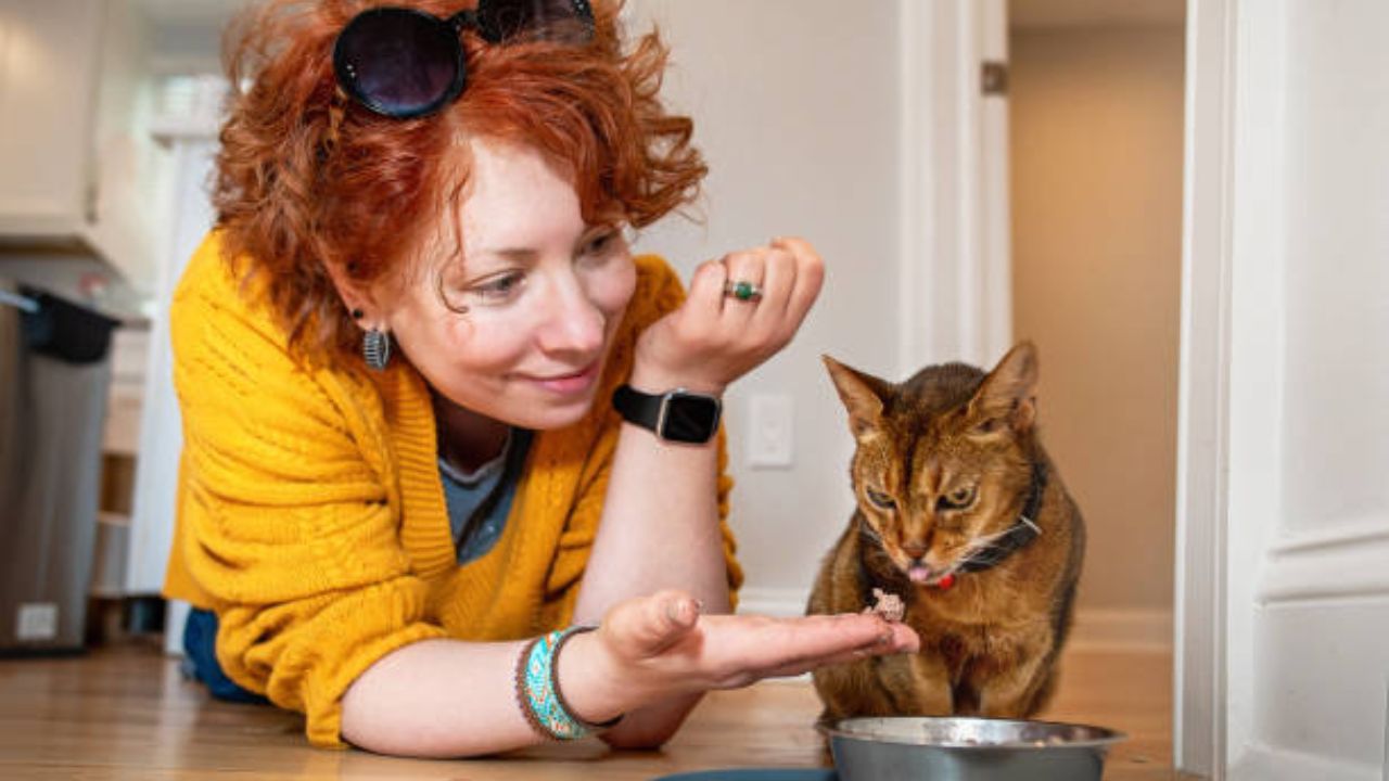 Can cats eat boiled eggs?