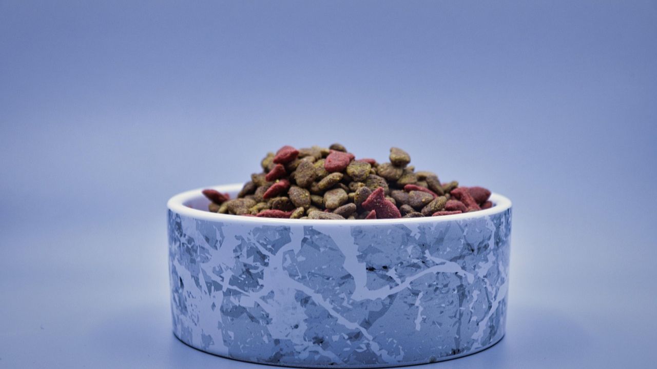 Should cats eat dry or wet food?
