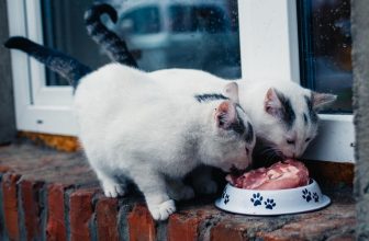 What Food Should Cats Eat
