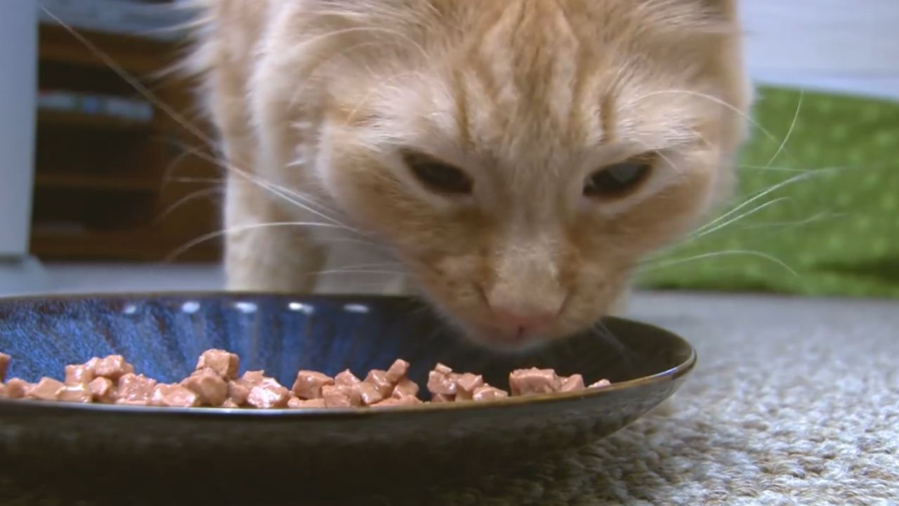 Can cats eat boiled eggs?
