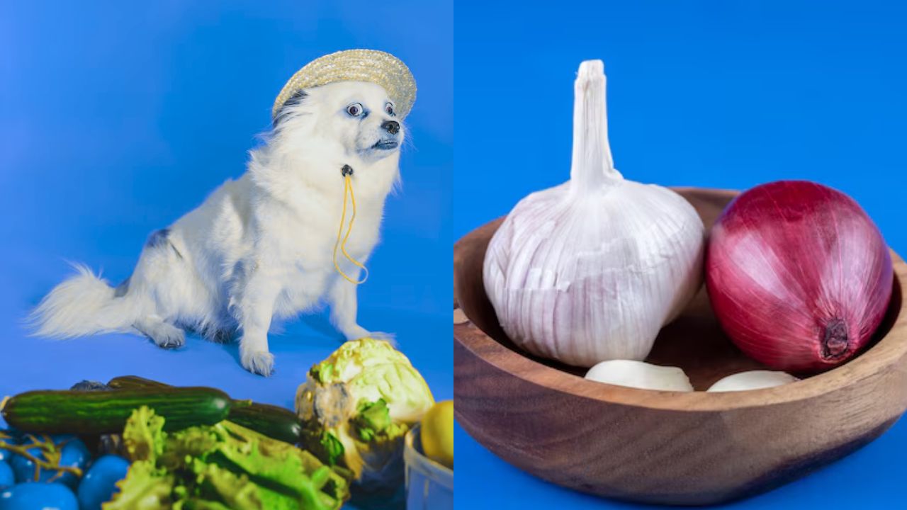 What can I give my dog if he ate garlic?