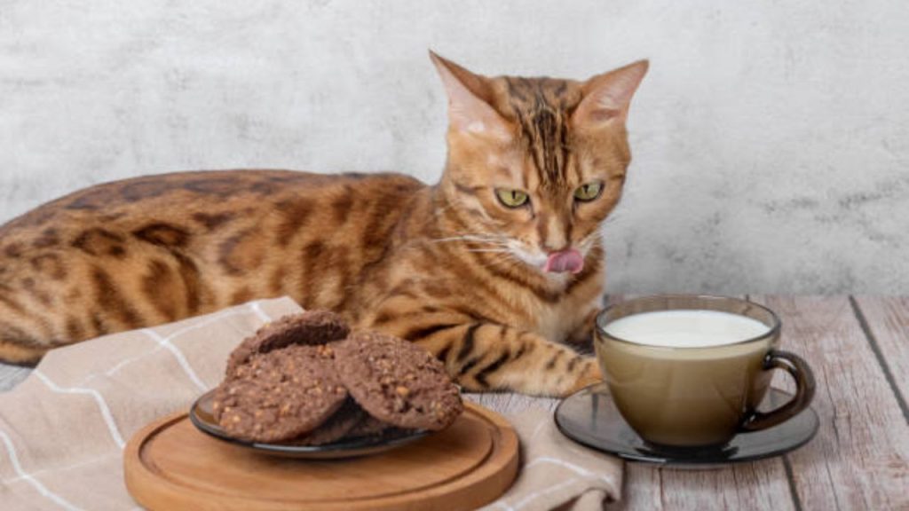 Can Cats Eat Biscuits