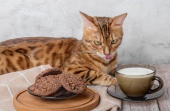 Can Cats Eat Biscuits