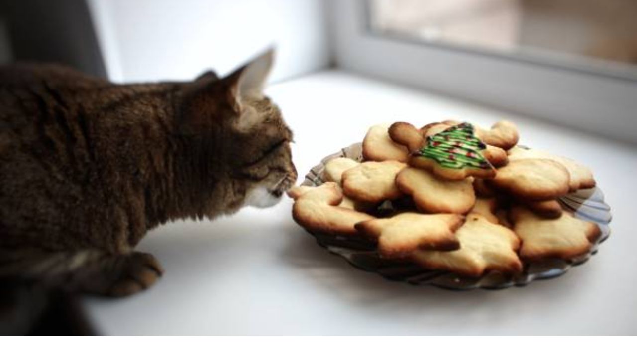 Is biscuit safe for cats?