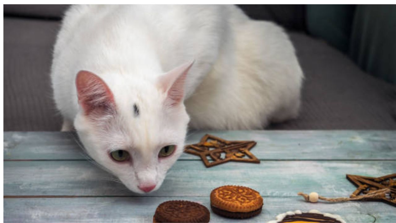 Is it okay for cats just to eat biscuits?