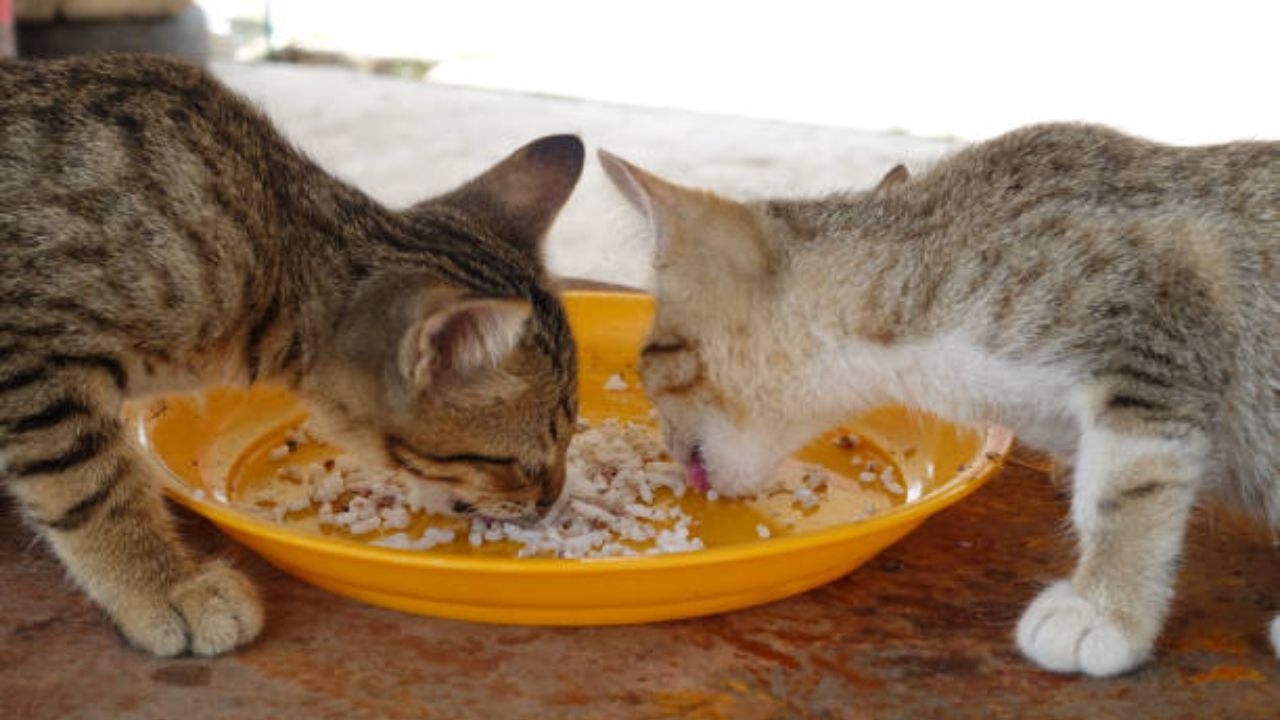 Is daal safe for cats?