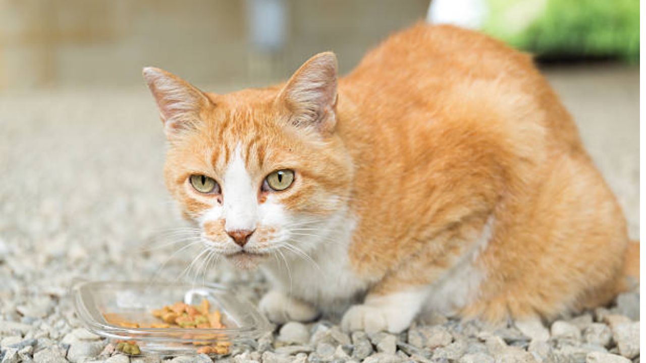 Can I give moong dal to my cat?