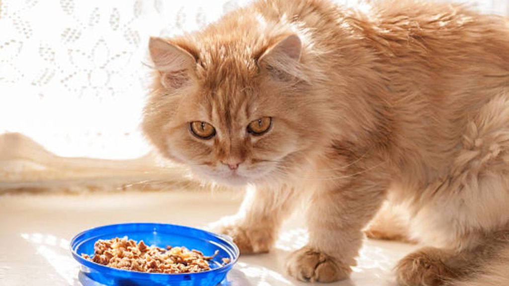 Can Cats Eat Dal?