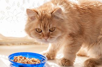 Can Cats Eat Dal?