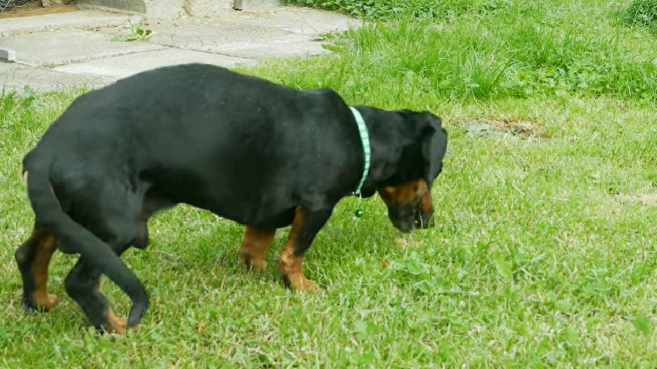 Will a tiny bit of onion hurt my dog?