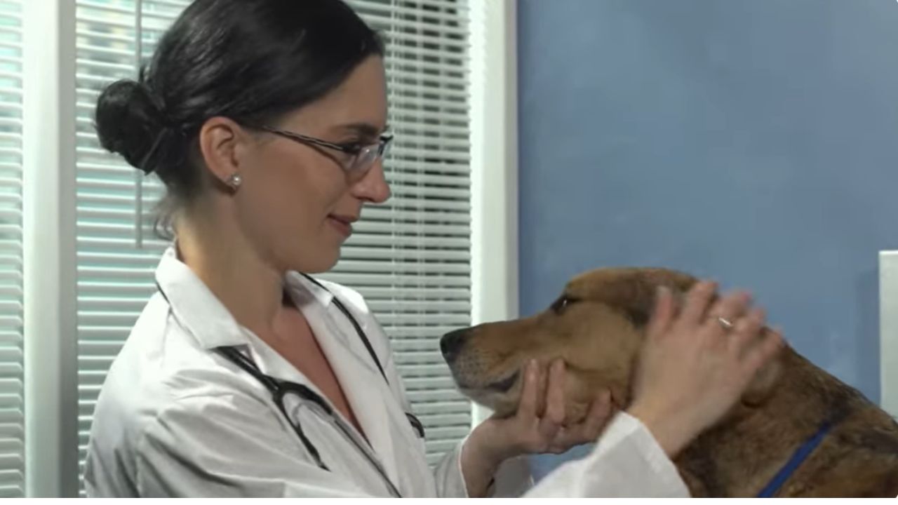 How long can a dog safely go without food?