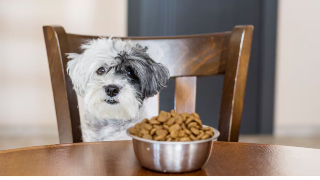 How long is too long for a dog not to eat?
