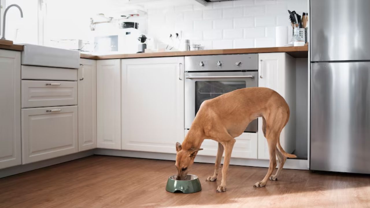 Is it okay for a dog not to eat for 24 hours?