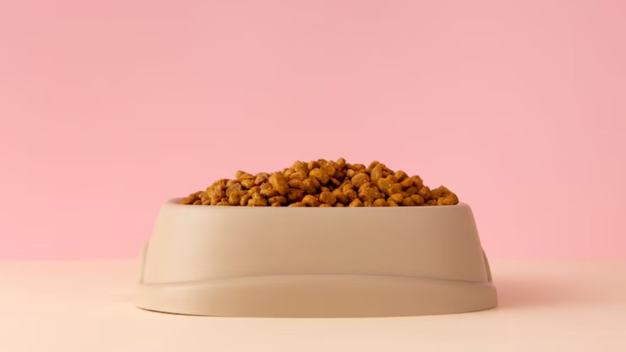 Which is the best quality cat food?