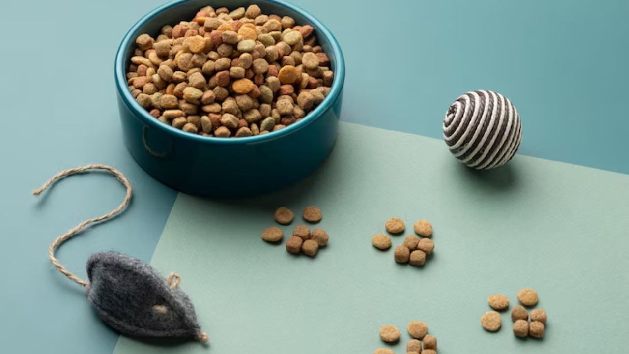 What is the most nutritious food for cats?