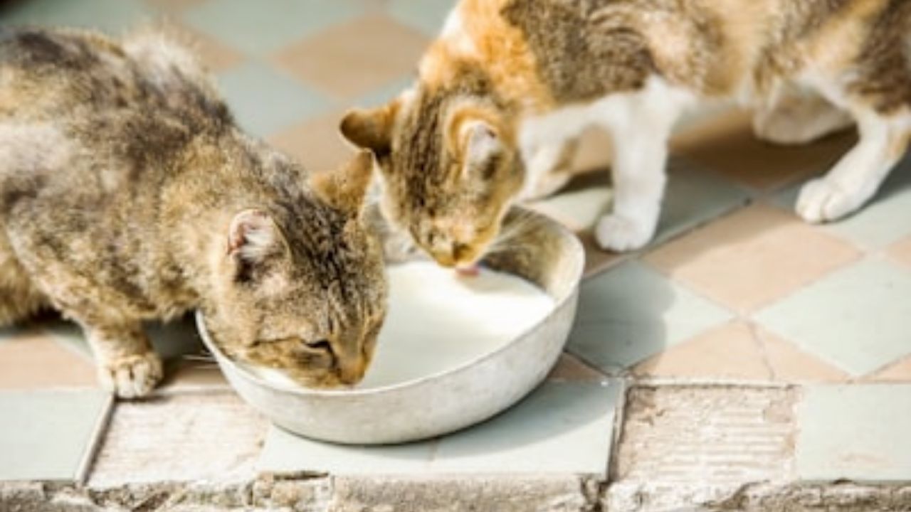 What is the most natural healthy cat food?