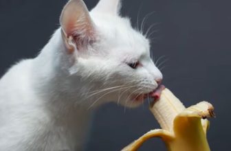Can Cats Eat Bananas