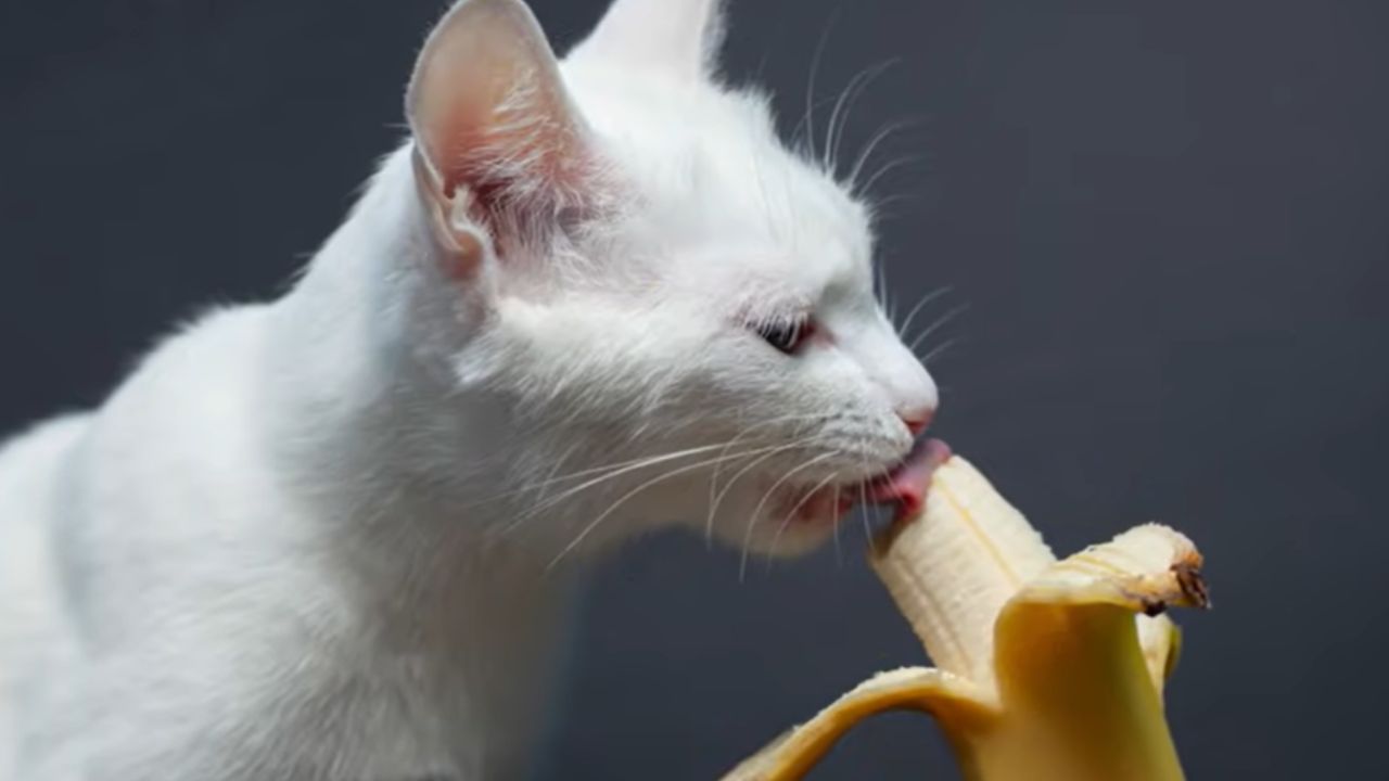 Can Cats Eat Bananas