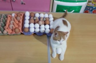 Can Cats Eat Eggs