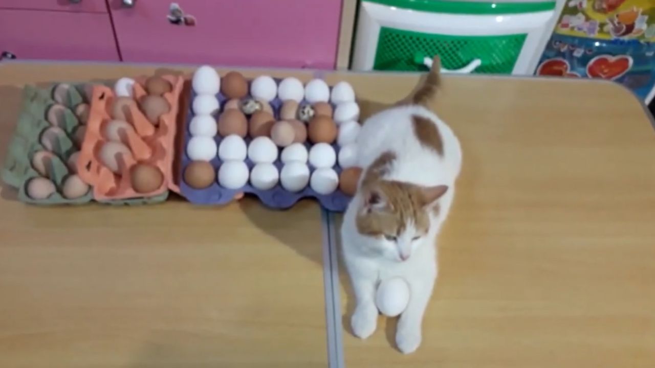 Can Cats Eat Eggs