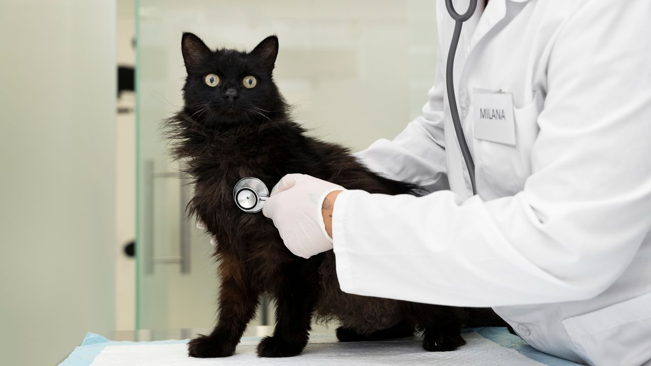 How to check your cat's health?
