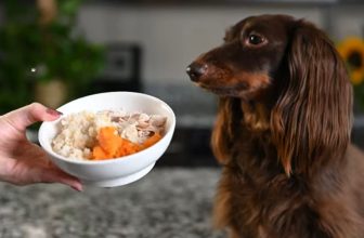 Chicken And Rice Dog Food