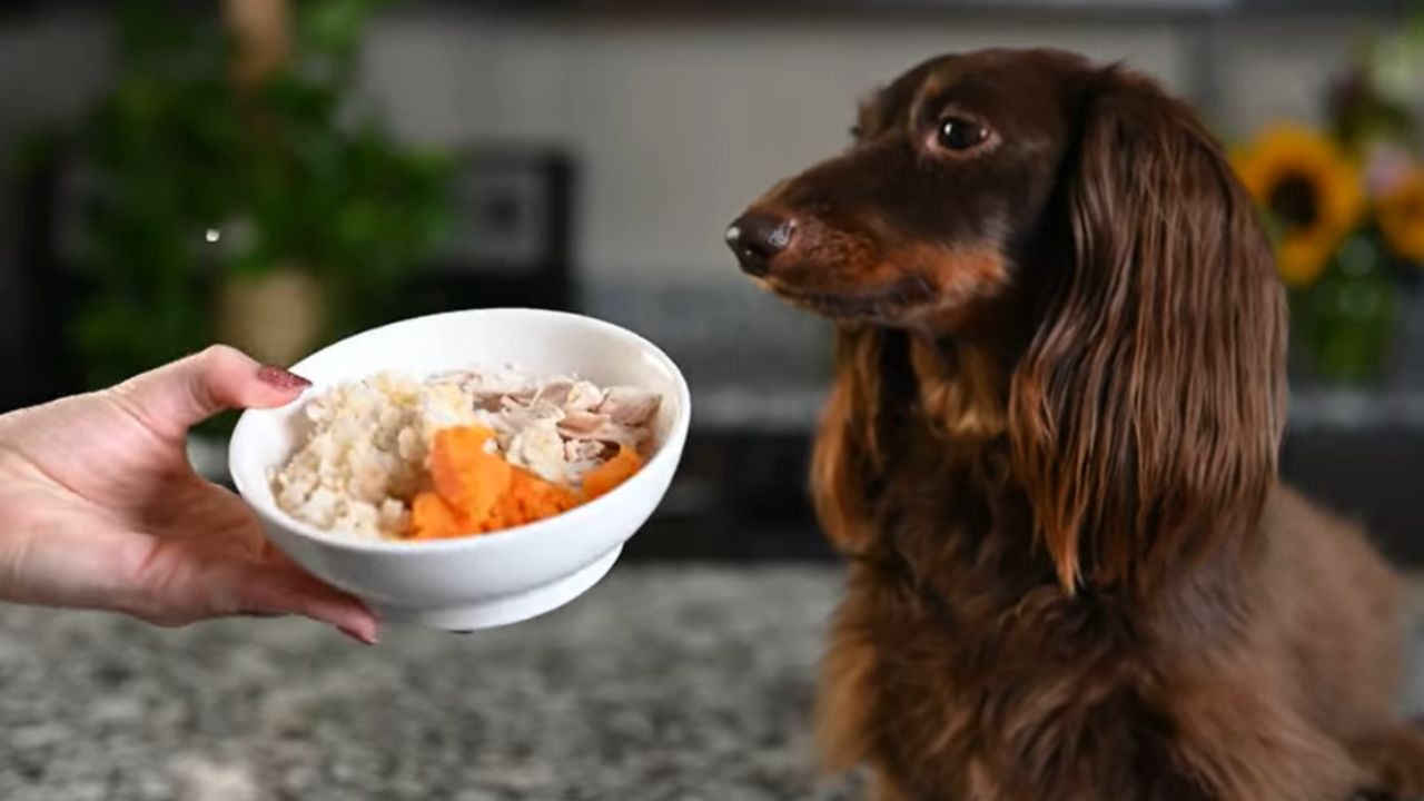 Chicken And Rice Dog Food