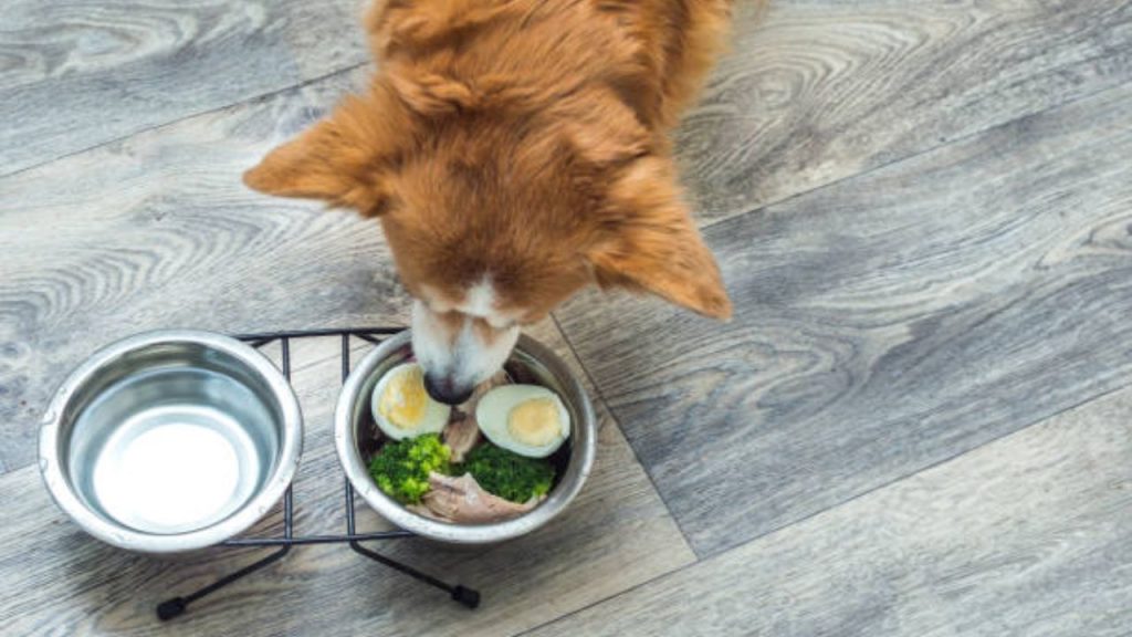 Egg in Dog Food